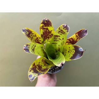 Neoregelia kautskyi